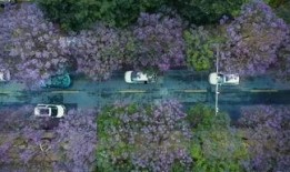 昆明植物园爆料案件最新,惊现神秘涉案者，真相即将揭晓