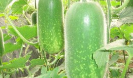 吃瓜网红大八卦图片,幕后真相曝光！