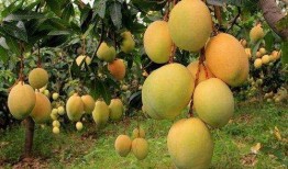 攀枝花芒果爆料视频大全,视频大全揭秘甜蜜诱惑