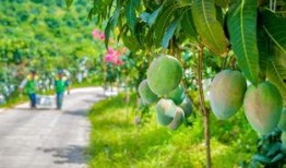 攀枝花芒果爆料视频大全,视频大全揭秘甜蜜诱惑