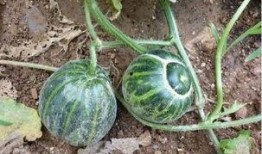 吃茄瓜的网红叫什么名字,网红“吃茄瓜达人”带你领略美食新境界