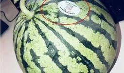 濮阳网红吃瓜,揭秘网络红人的幕后故事