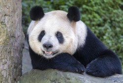 林嘟嘟大熊猫的最新爆料,最新动态与幕后故事大公开